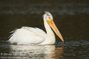 GANNETS, FULMARS, PELICANS, AND CORMORANTS